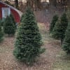 Fresh cut balsam trees, ranging in size from approximately 4 ft. to