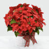 It truly isn&rsquo;t the holidays without the Happiest Holidays Poinsettia Plant. With
