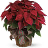 Nothing says Christmas like a big red poinsettia! A popular Christmas decoration