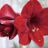 Double amaryllis plant
Red white or pink