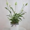 Large and beautiful Peace Lily planted in a white ceramic pot and