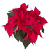 Red Poinsettia 6 inch, 8 inch or 10 inch