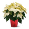6 inch, 8 inch, 10 inch poinsettia wrapped in foil