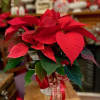 Poinsettias herald in the holiday season. Our poinsettias are all hand-decorated with