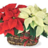 Two 6.5 inch potted Poinsettia&#039;s in a peanut basket. Color of plants