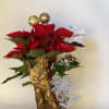 Christmas Spirit Poinsettia 