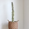 Standing at 47 inches tall, this Euphorbia Ammak dragon bone is a