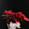 Festive poinsettia gift basket with two 4.5&quot; poinsettias