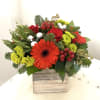 Festive arrangement with Gerber Daisies in wooden box