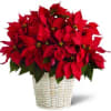 Item No: B13-3602

The traditional holiday blooming plant, a Christmas Poinsettia, with its