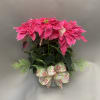6 inch hot pink poinsettia in a container with branches of cedar