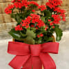 6" blooming plant in a container with ribbon accent.

Plants may vary from