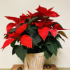 The traditional holiday blooming plant, a Christmas Poinsettia with its dark green
