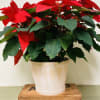 The traditional holiday blooming plant, a Christmas Poinsettia with its dark green