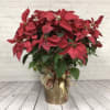 This large red poinsettia comes in a nice decorative container and is
