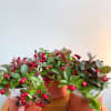 This gorgeous  4&quot; Winterberries are the perfect gift this Christmas. 
Standard: