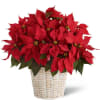 Red Poinsettia Basket is the perfect holiday gift for the home or