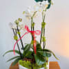 10&quot; white bowl with beautiful mini Phalaenopsis orchids.