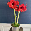 7&rdquo; container red amaryllis. Plant will come with closed blooms.