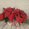 This special poinsettia basket is decorated in a candy cane style and