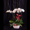 Two double stem orchid plants in a ceramic container with Christmas Greenery