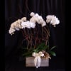 A Rustic Woodland box with 3 Double stem Orchid Plants and a