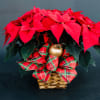 Beautiful, hand picked poinsettia in a wicker basket with holiday plaid ribbon..