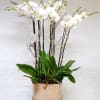 For an admirer of quality and natural elegance, this arrangement features the