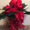6.5 inch plant
The traditional holiday blooming plant, a Christmas Poinsettia with its