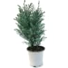 Keep a little Christmas year round with this beautiful growing Cypress Moonlit