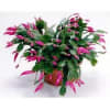 Our CHRISTMAS CACTUS PLANT is a great long lasting , easy to