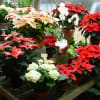 PHONE US AT 1-800-331-5358 for all you special holiday plant needs.. We