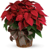 Shown as Premium Red Poinsettia in basket with a bow
Small: $39.99 foiled