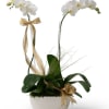 Elegant phalaenopsis orchid dressed for a sleek, festive, timeless holiday gift that