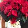 Beautiful red Poinsettia a great idea for a holiday gift.

