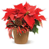 One of the traditional symbols of winter, the red poinsettia plant is
