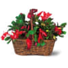 2 small holiday cactus in a brown basket! So adorable! Upgrade to