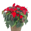 Premium 10 Inch Large, Greenhouse Grown, Florist Quality Red Poinsettia in a