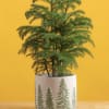 The Norfolk Island pine (Araucaria heterophylla) is a popular houseplant known for