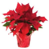 Send the gift of traditional holidays! Poinsettias are a wonderful way to