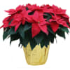 A seasonal favorite, our red poinsettia is locally grown, and presented simply