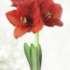 Amaryllis, or Hippeastrum, is a South American-native bulb known for its large