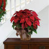 Red poinsettia on a 6&#039; brown basket with seasonal ribbon. Call for