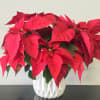 A beautiful poinsettia arranged in an one of a kind ceramic vase.