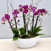 Two double stem mini plant orchids accompanied with seasonal branches. Stands 18&#039;&#039;