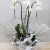 This grand vase holds three large phalaenopsis orchids arranged with frosted branches