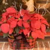 2 Poinsettias fill this buffalo plaid tin with a bow to accent