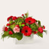 These eye-catching gerbera daisies are a stand out just like Rudolph&#039;s nose