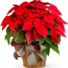 potted poinsettia with a large bow and in a nice wicker basket.