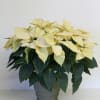 8" Poinsettia Plant
